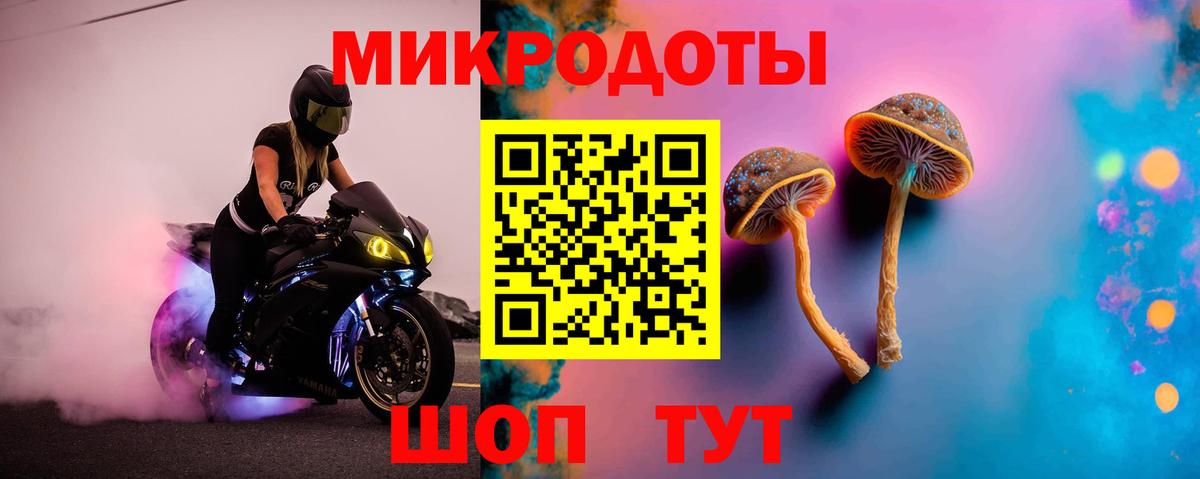 Галлюциногенные грибы Psilocybe Обнинск